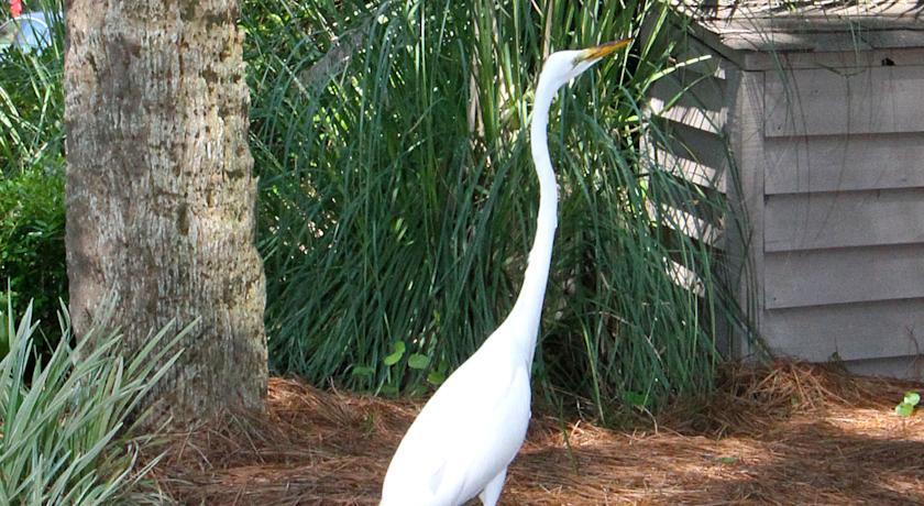 The Village At Palmetto Dunes Condominiums Hilton Head Island Eksteriør billede